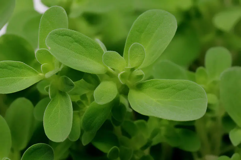 Plantenextract