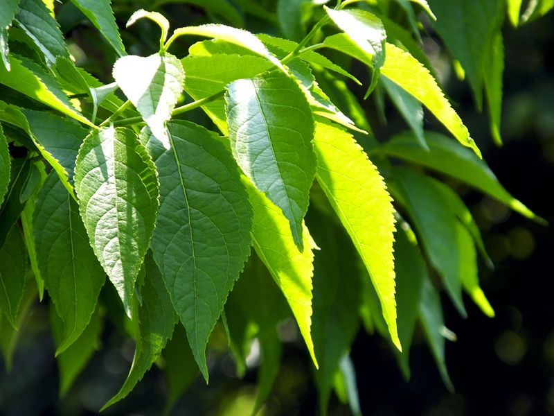 32 Kwaliteitscontrolepunten van Eucommia Extract: hoe we elke druppel natuurlijke essentie beschermen