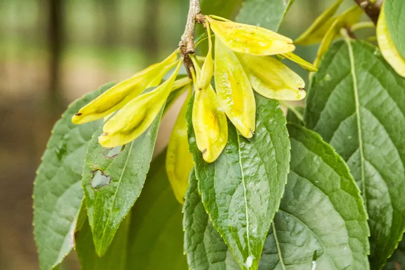 Eucommia Extract: laat voedselbehoud terugkeren naar de natuur