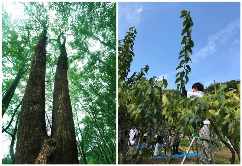 Duurzame praktijk van Eucommia Forest Economy